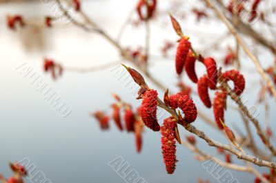 Blooming poplar