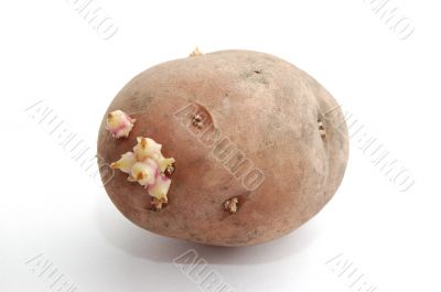 Potatoes