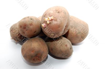 Potatoes