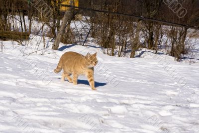 Walking on the snow