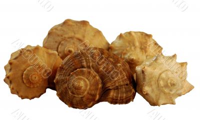 shells from black sea