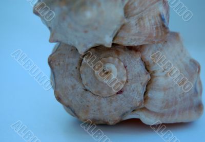 macro of shells from black sea
