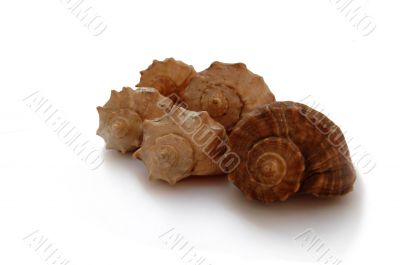 shells from black sea