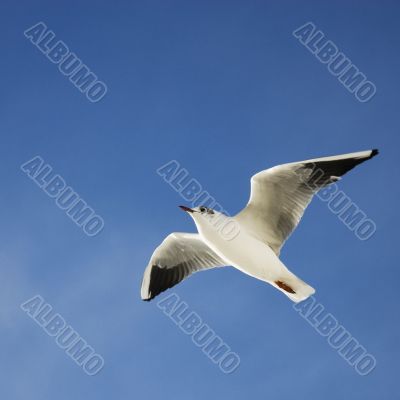 seagull