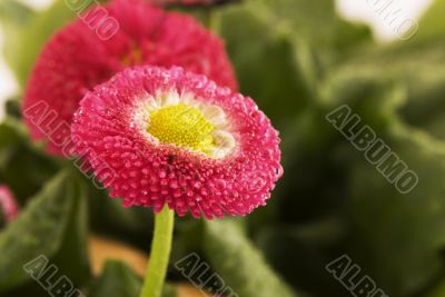 bellis perennis