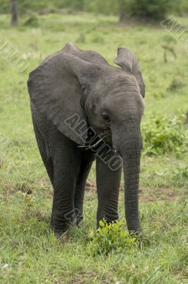 little elephant