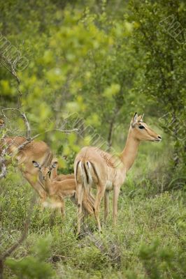 Deer