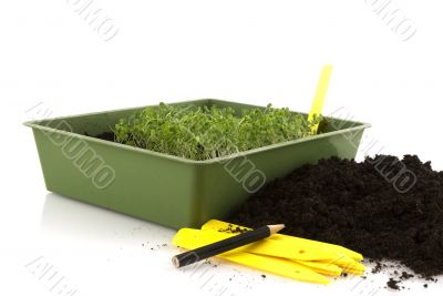 sowing seeds