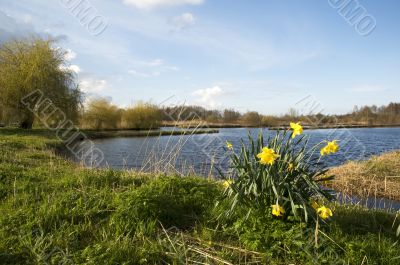 Daffodils