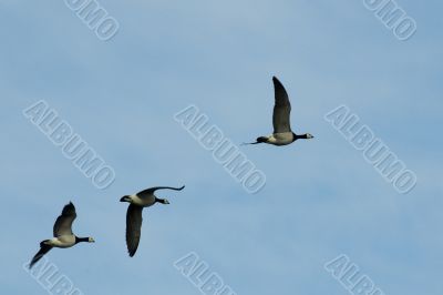 Gooses