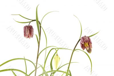 Fritillaria