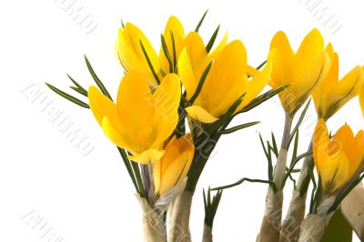 Crocus in srpingtime