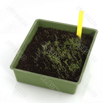 sowing seeds