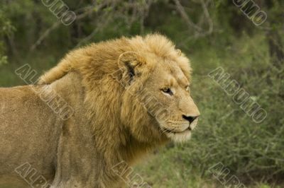 male lion