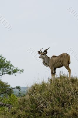 kudu