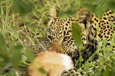 eating leopard