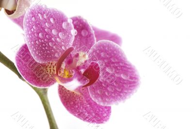 orchid macro