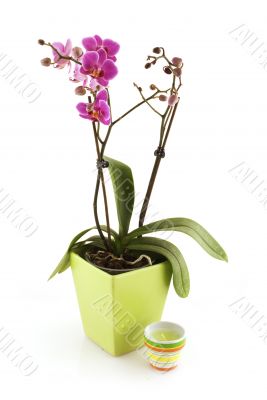 tropical orchid