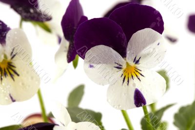 white and purple