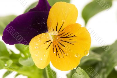 viola