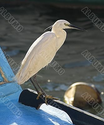 Stork