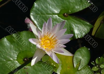 water lily