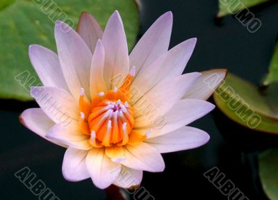 water lily