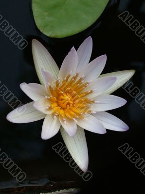 water lily