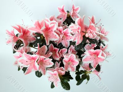 Nice Window Flower