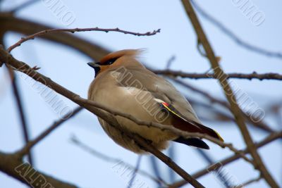 waxwing close up
