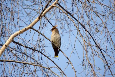 waxwing sitting in a crone