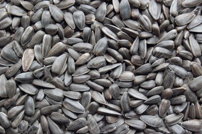 Sunflower seeds