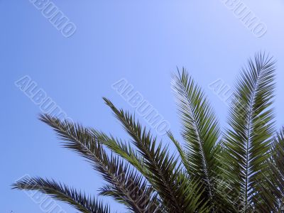 Palm Tree