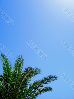 Palm