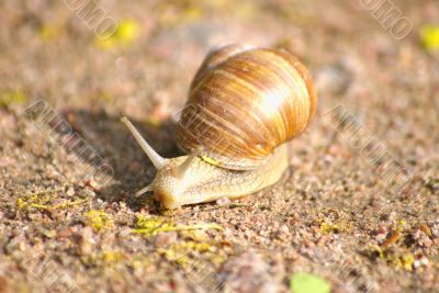 Snail on sand