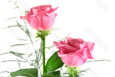 Pink Roses