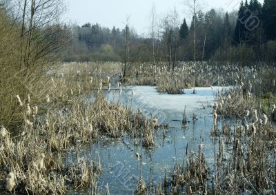 spring marsh