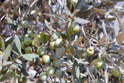 Olives on a tree