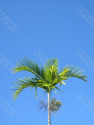 palm tree