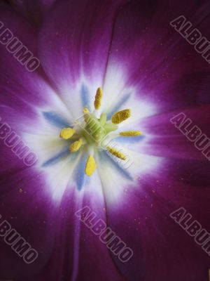 purple tulip close-up