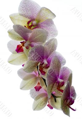flower orhid