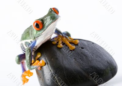 Red eyed tree frog