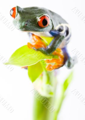 Red eyed tree frog