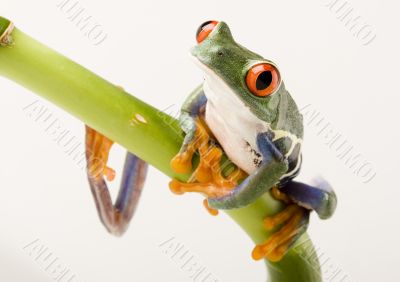 Red eyed tree frog