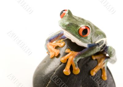 Red eyed tree frog