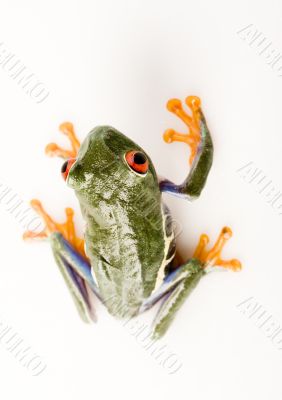 Red eyed tree frog