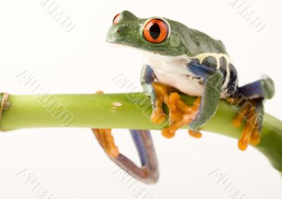 Red eyed tree frog