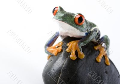 Red eyed tree frog