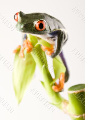 Green frog