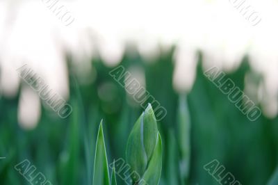 flower  tulip